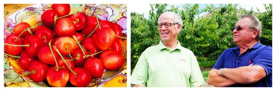 Wenatchee Orondo Ruby cherries.jpg